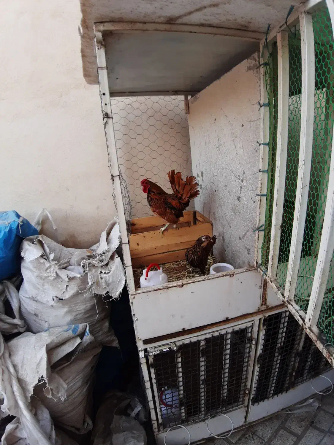 مرغ وخروس سبرایت گلد|حیوانات مزرعه|محمدشهر, زیبادشت|دیوار