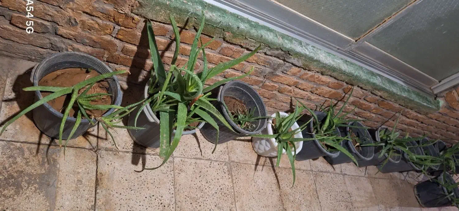 گل کاکتوس وآلوورا|گل و گیاه طبیعی|تاکستان, |دیوار