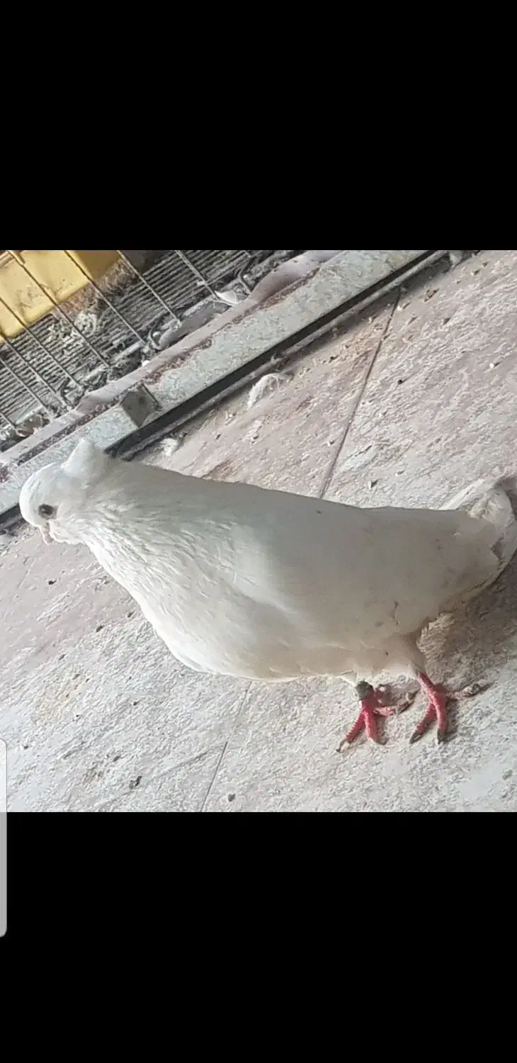 کبوتر سفید کاکل کشیده نوک جم|پرنده|قائمشهر, |دیوار