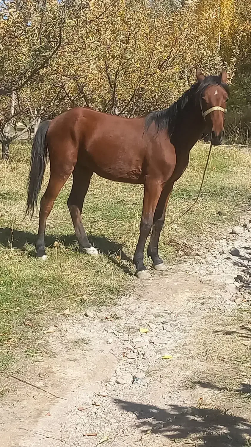 کره اسب نریان|اسب و تجهیزات اسب‌سواری|سراب, |دیوار