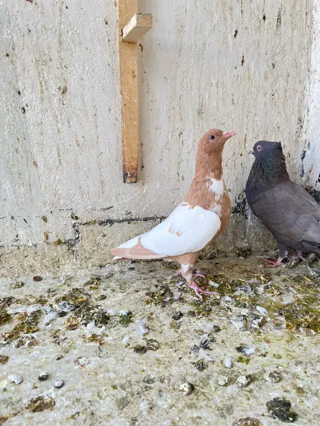 کبوتر پلنگ افغانی|پرنده|سبزوار, ابوریحان|دیوار