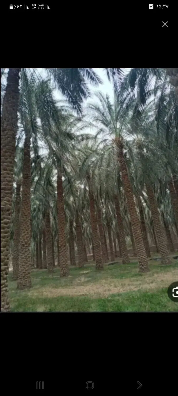 درخت بند|خدمات باغبانی و درختکاری|بم, |دیوار