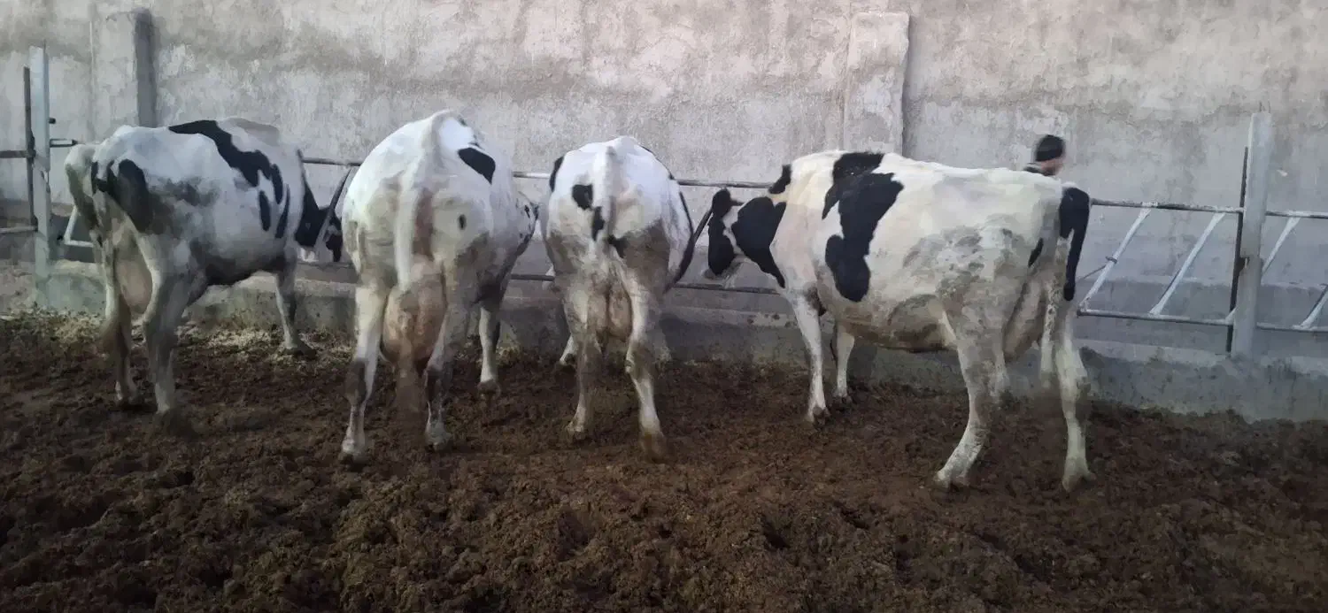 گاو شیری|حیوانات مزرعه|بجنورد, |دیوار