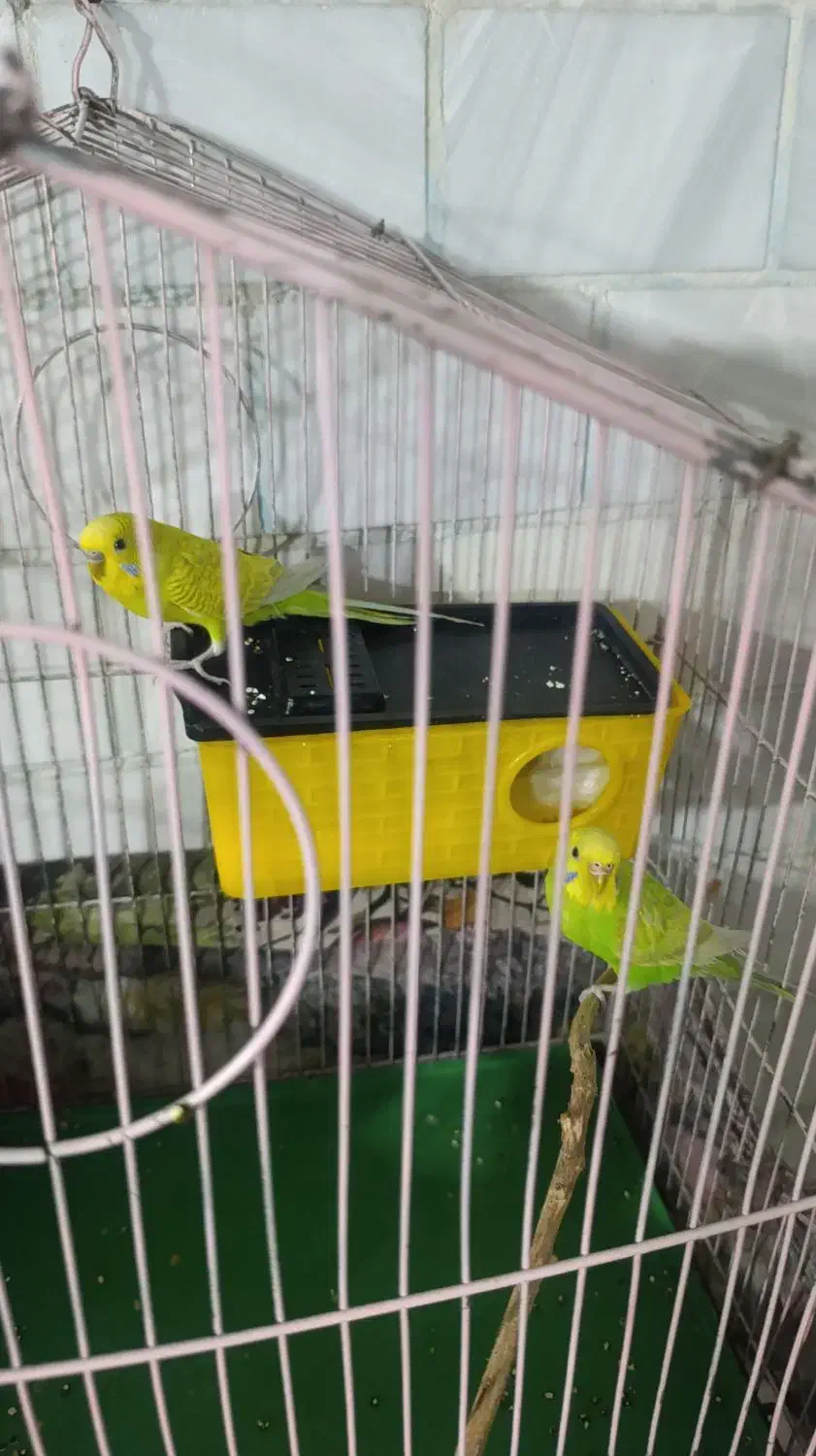 مرغ عشق مولد|پرنده|دورود, |دیوار