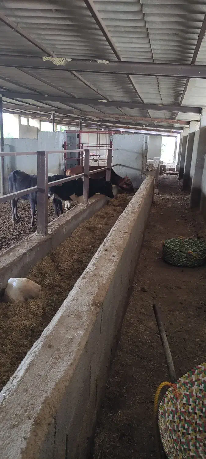 نیازمند کارگر دامداری|خدمات پیشه و مهارت|برازجان, |دیوار