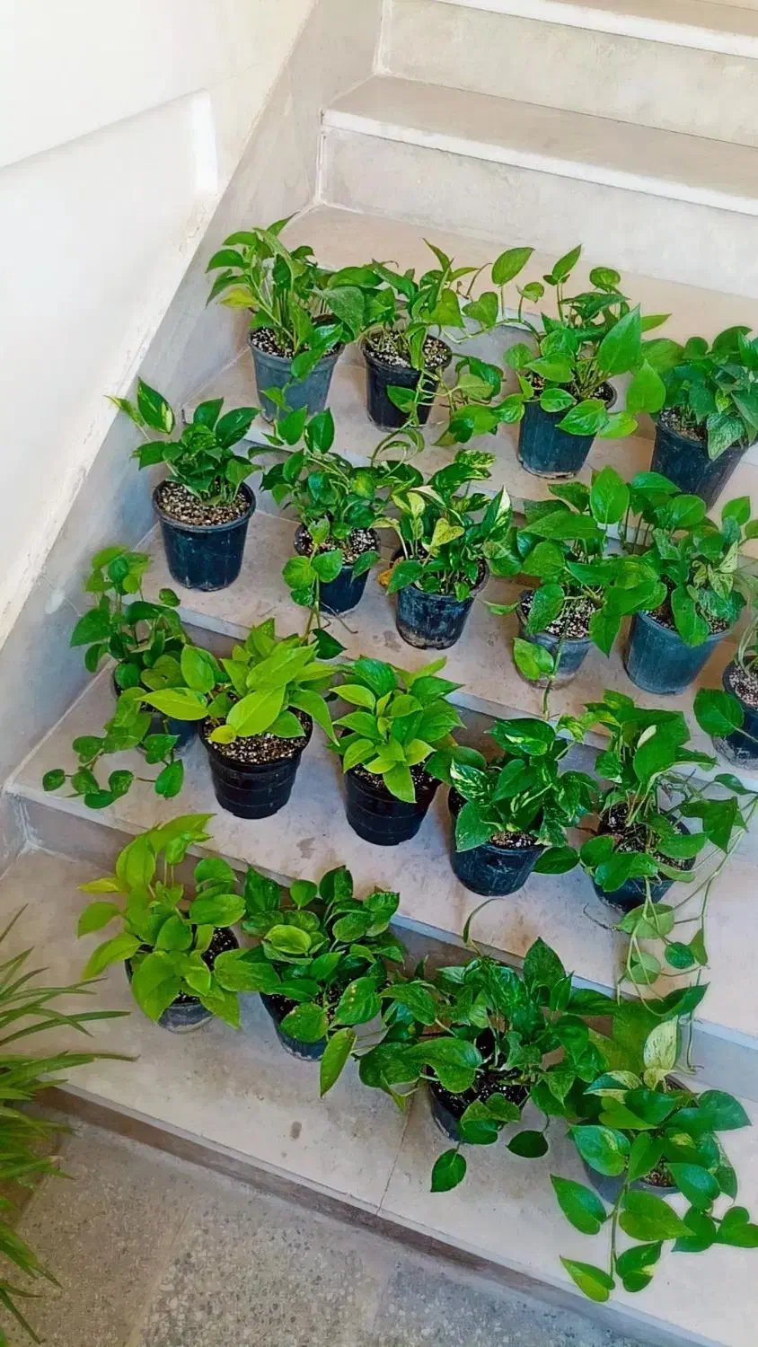 فروش پتوس ،بامبو.خاکبرگ و عود|گل و گیاه طبیعی|خورموج, |دیوار