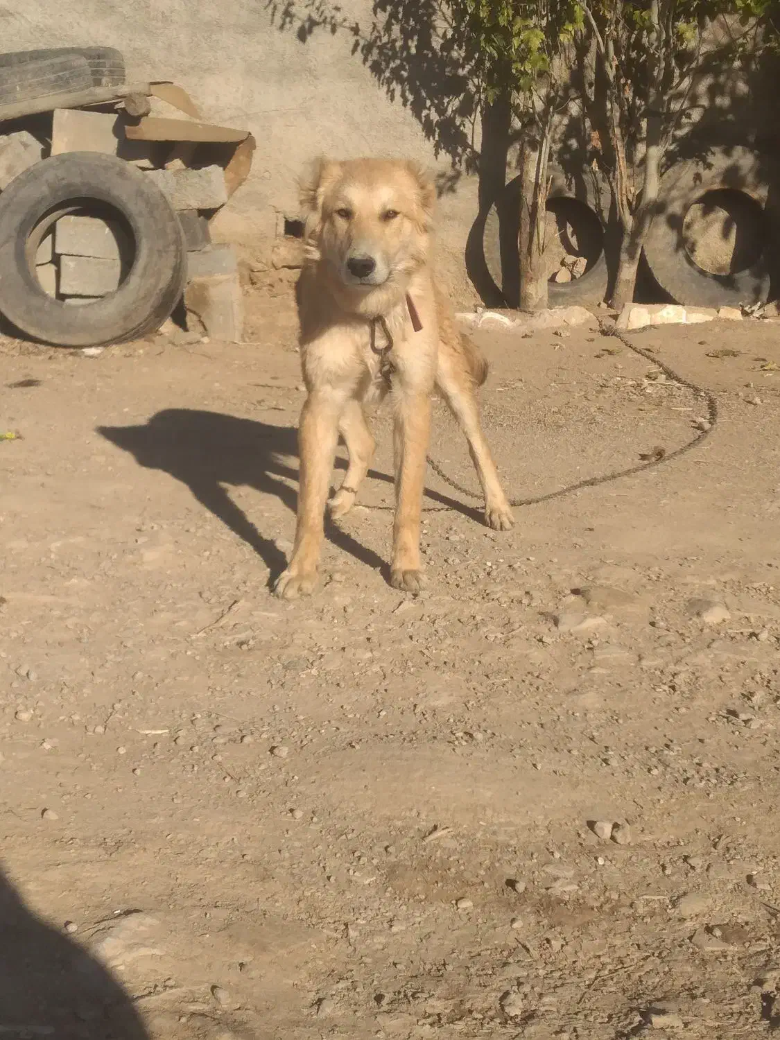 واگذاری|سگ|خرم‌آباد, |دیوار