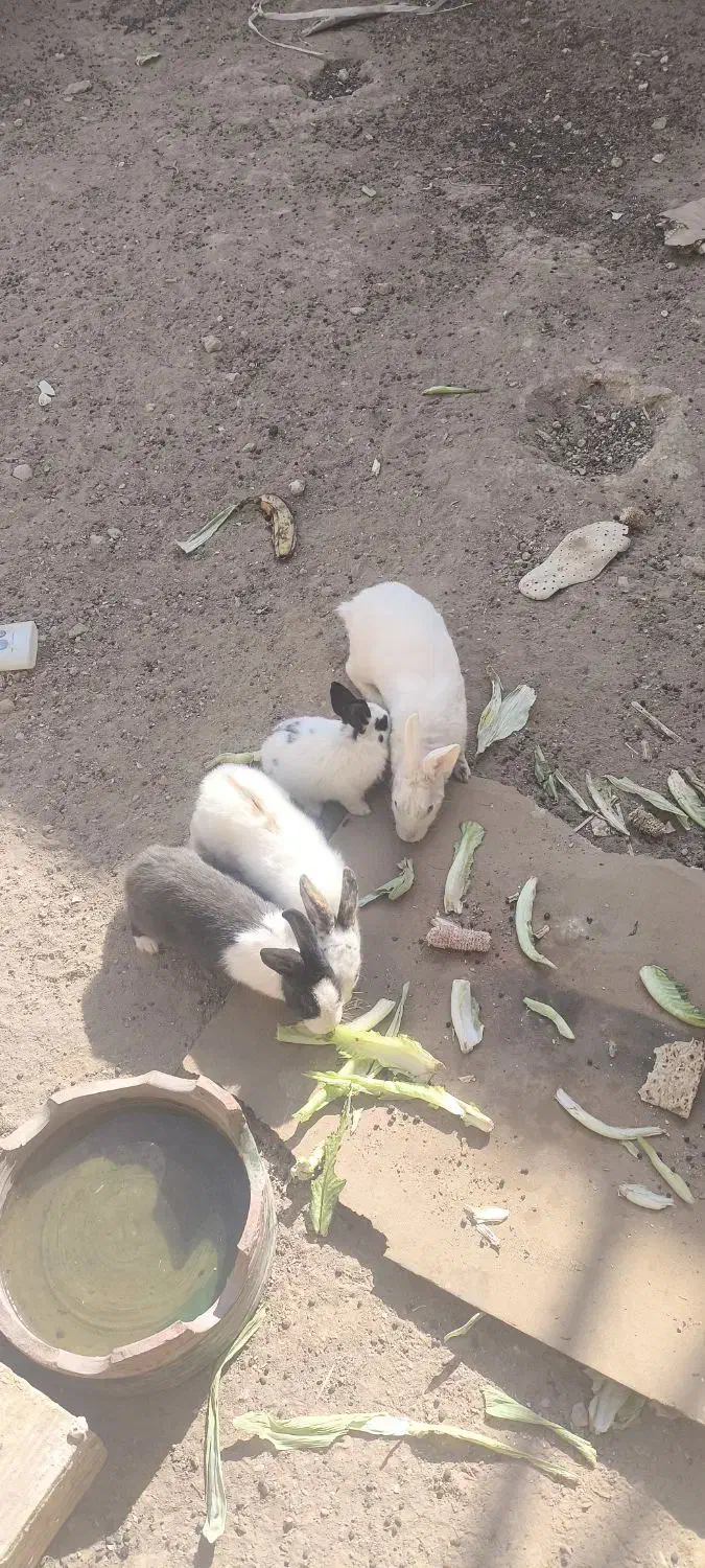 خرگوش|موش و خرگوش|آران و بیدگل, |دیوار