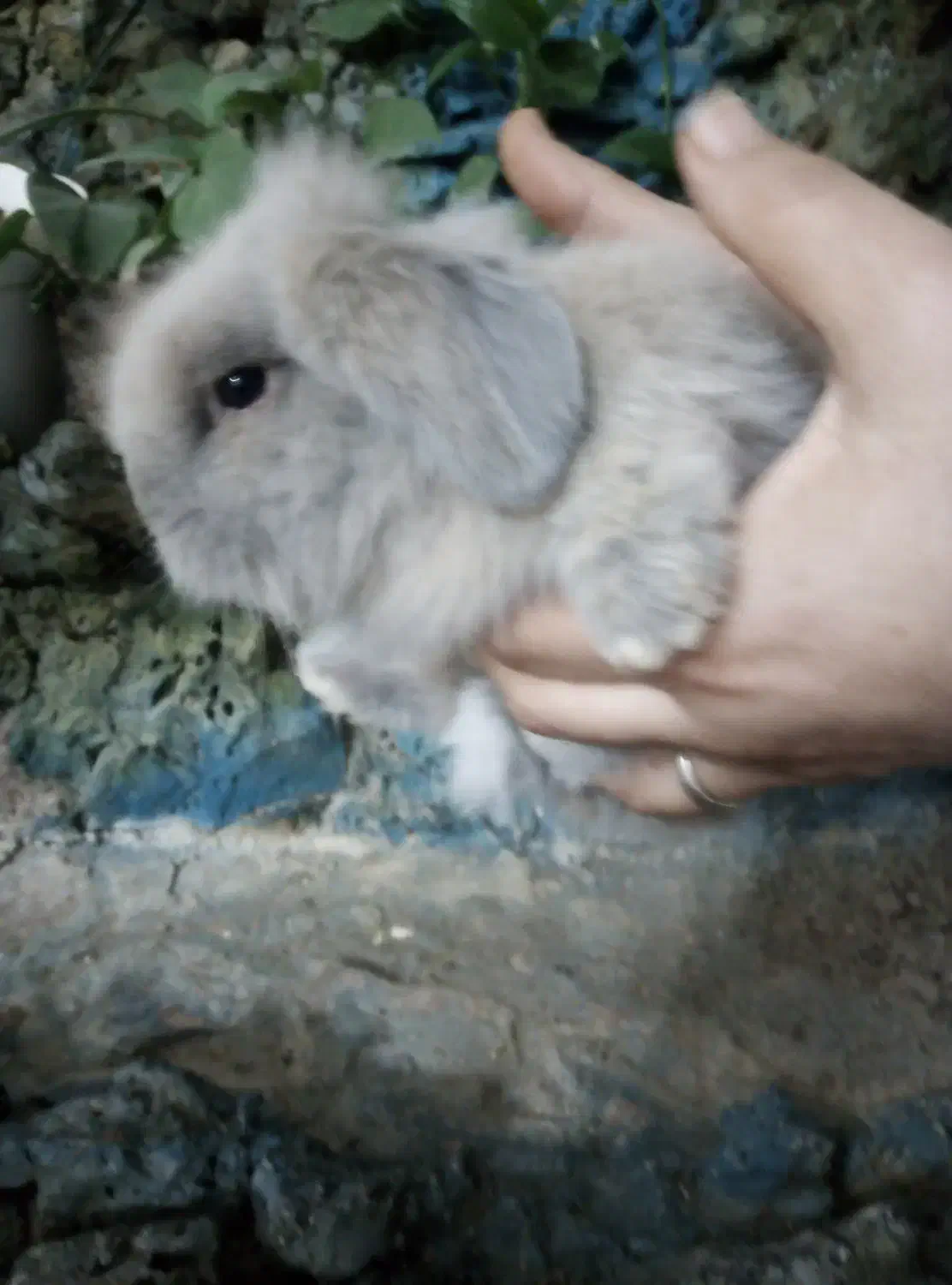 بچه خرگوش لوپ اصل|موش و خرگوش|فردوس (خراسان), |دیوار