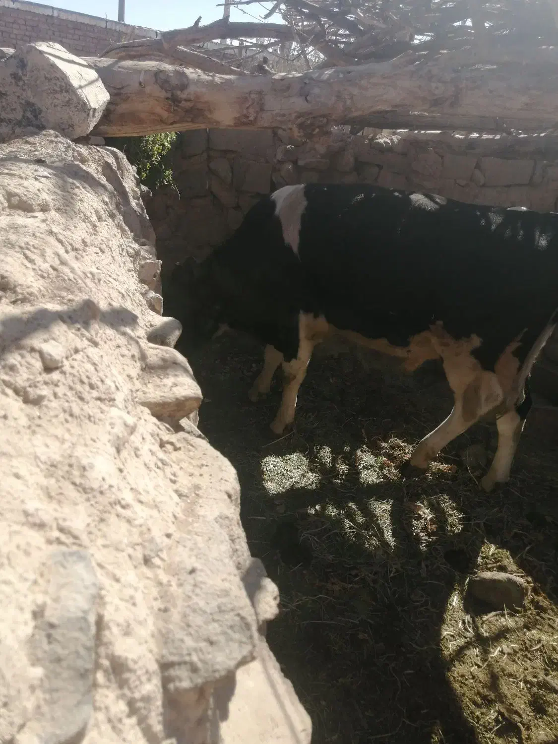 گوساله نر فروشی|حیوانات مزرعه|سربیشه, |دیوار