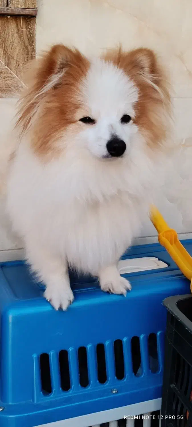 فروش سگ پامر روباهی نر|سگ|علیآباد کتول, |دیوار