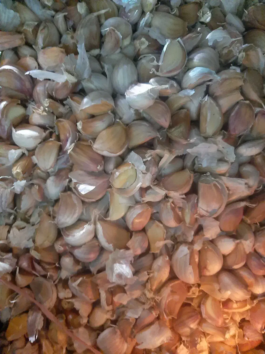 سیر شاهین دژ|عمده‌فروشی|اردستان, |دیوار