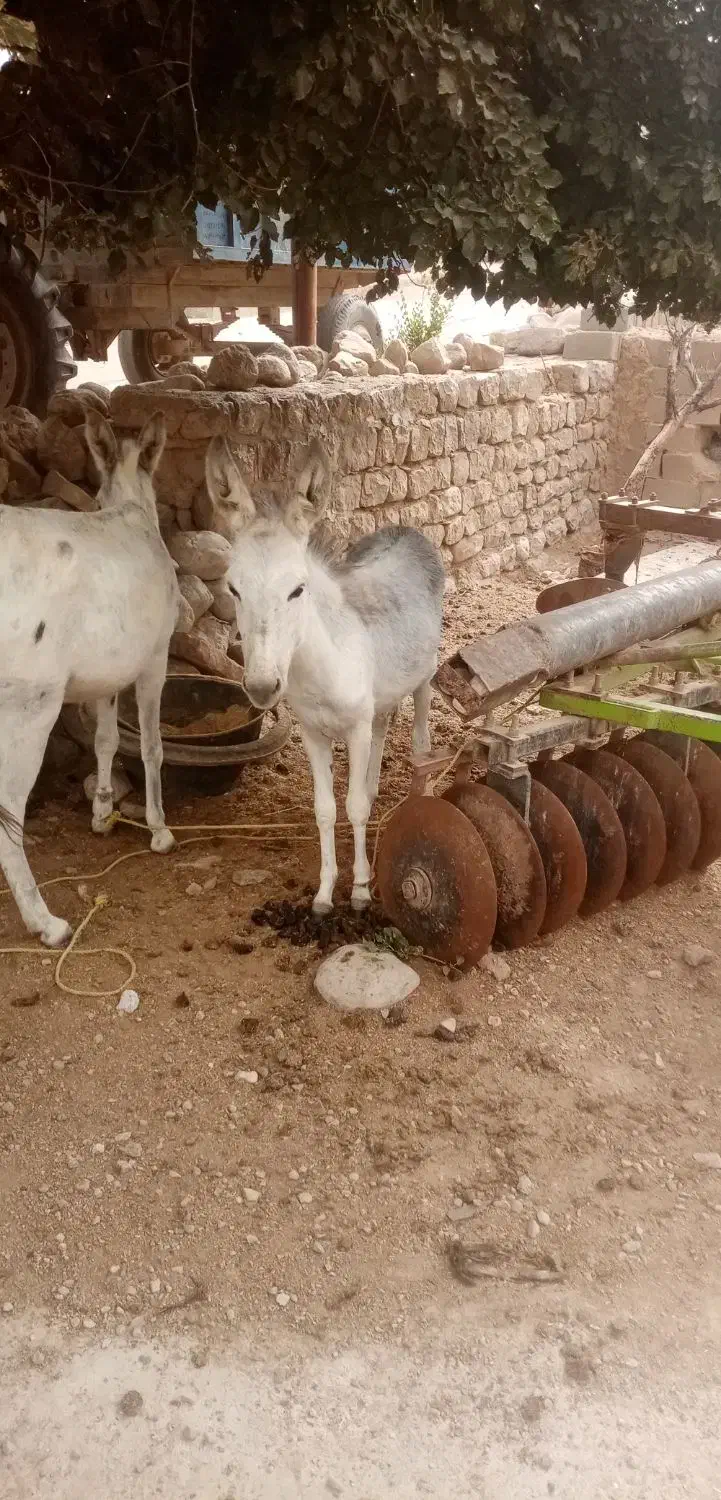 خر و کره خر|حیوانات مزرعه|بجنورد, |دیوار