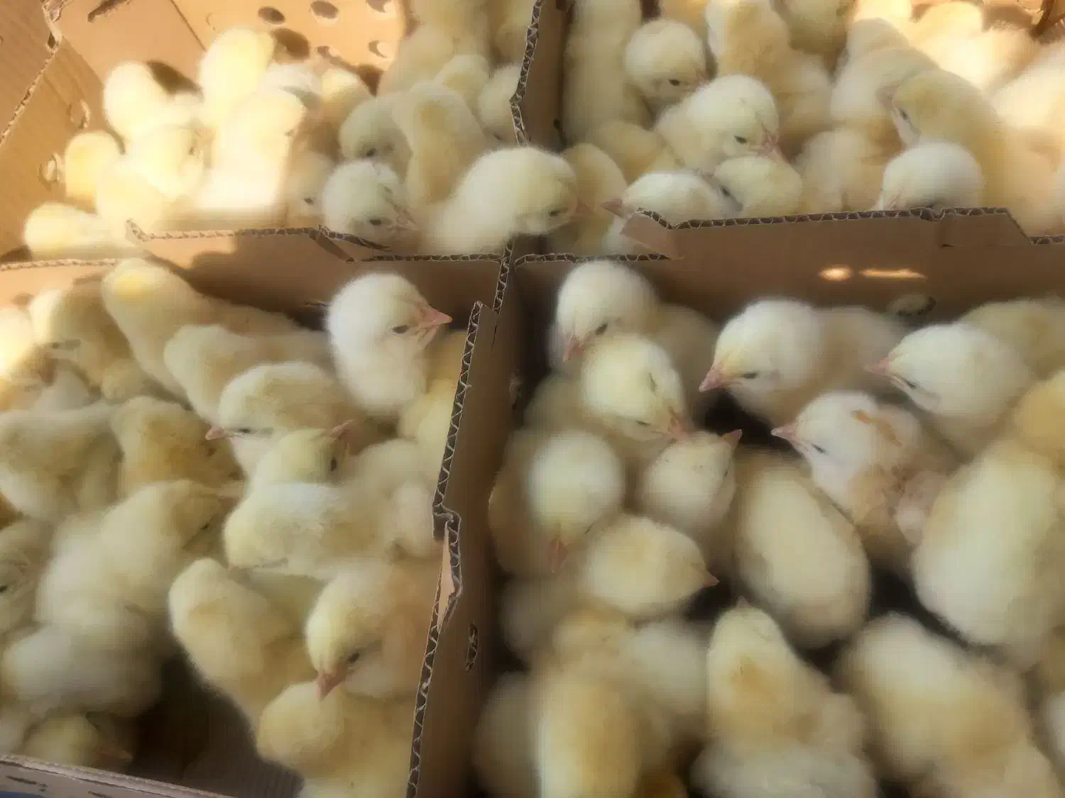 جوجه بوقلمون اردک غاز جوجه گوشتی راس رنگی محلی|حیوانات مزرعه|تهران, طیب|دیوار