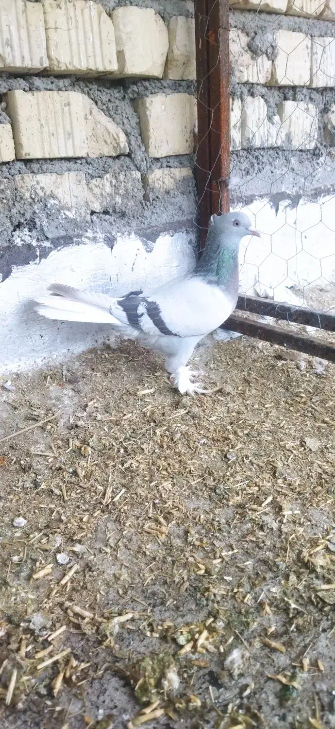 کفتر|حراج|فسا, |دیوار