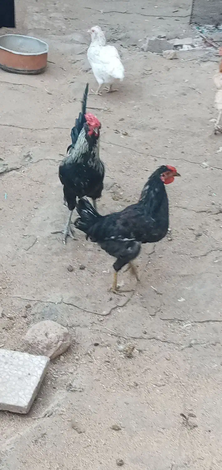 خروس|حیوانات مزرعه|سرپل ذهاب, |دیوار