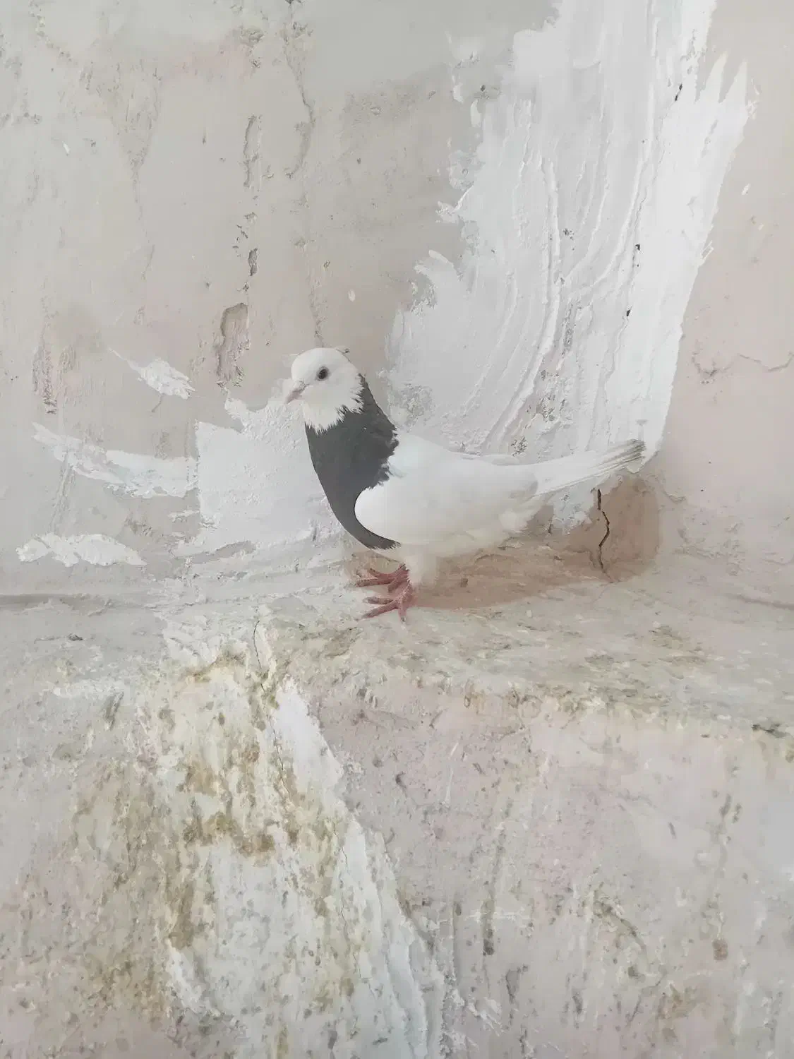 کبوتر طوقی|پرنده|شاهین‌شهر, حافظ جنوبی|دیوار