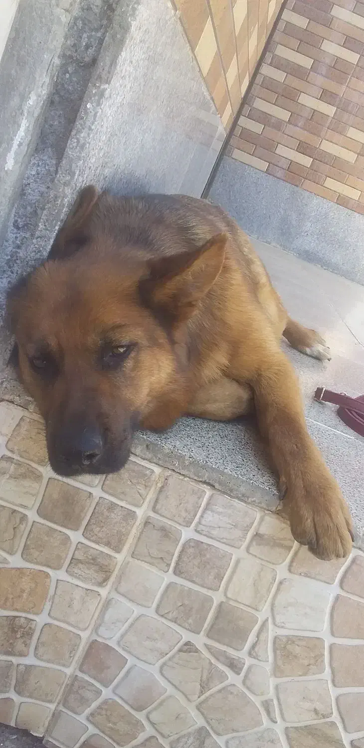 سگ ژرمن ماده|سگ|مشهد, هفت تیر (آب و برق)|دیوار