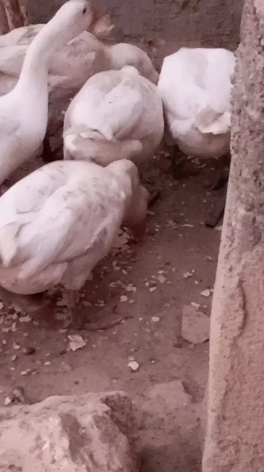 ۱۰عدد قاز|حیوانات مزرعه|بروجرد, |دیوار