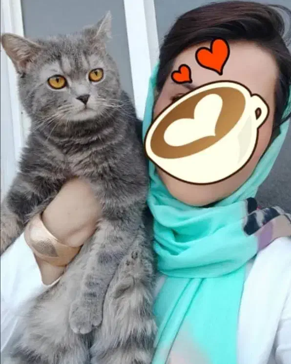 گربه بسیار زیبا مودب و همه چیزتمام|گربه|ارومیه, |دیوار