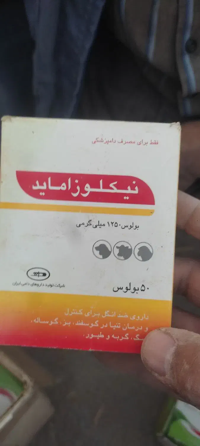 بره نرو ماده فروشی60راس|حیوانات مزرعه|خمین, |دیوار