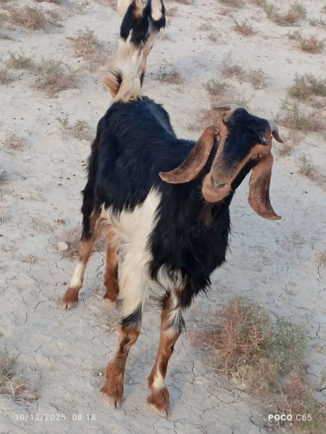 فروش 20راس کولار بز|حیوانات مزرعه|ارد, |دیوار