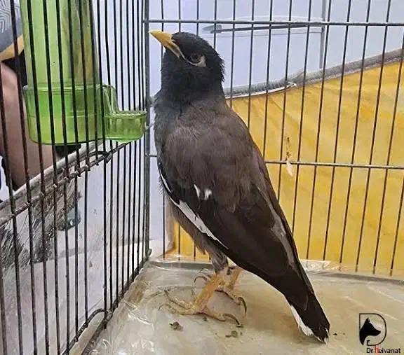 مرغ مینا|حیوانات|مریوان, |دیوار