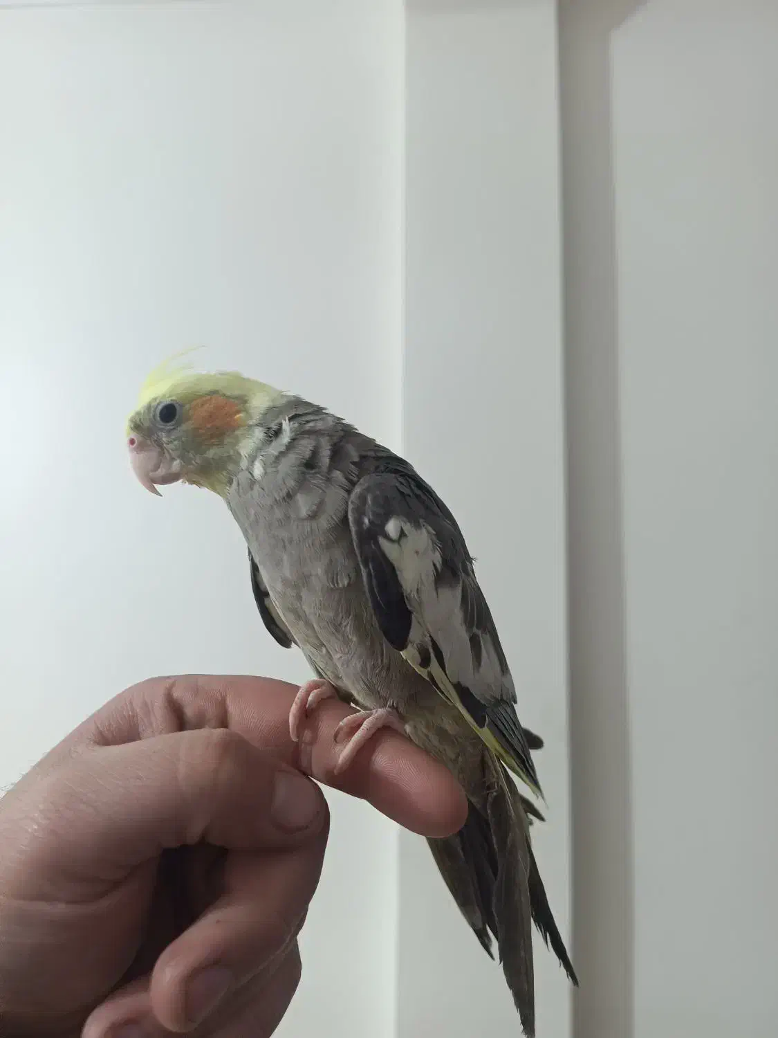 عروس هلندی دستی|پرنده|شهریار, شهرک مصطفی خمینی|دیوار