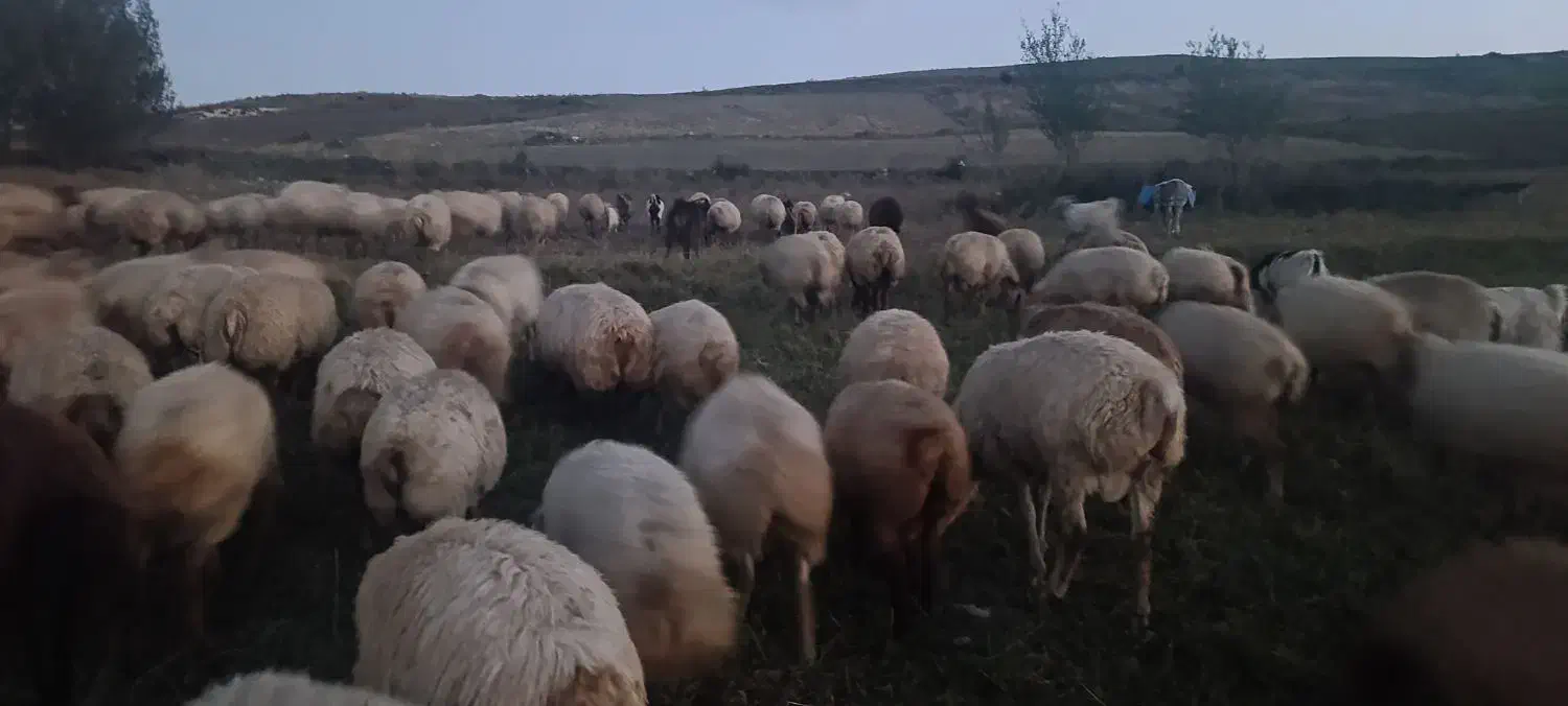 گوسفند مغانی|حیوانات مزرعه|قصابه, |دیوار