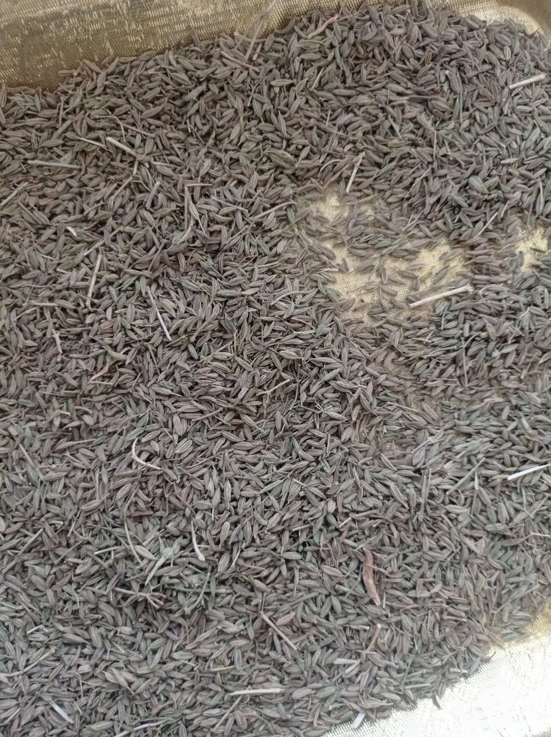 زیره|خوردنی و آشامیدنی|جوین, |دیوار