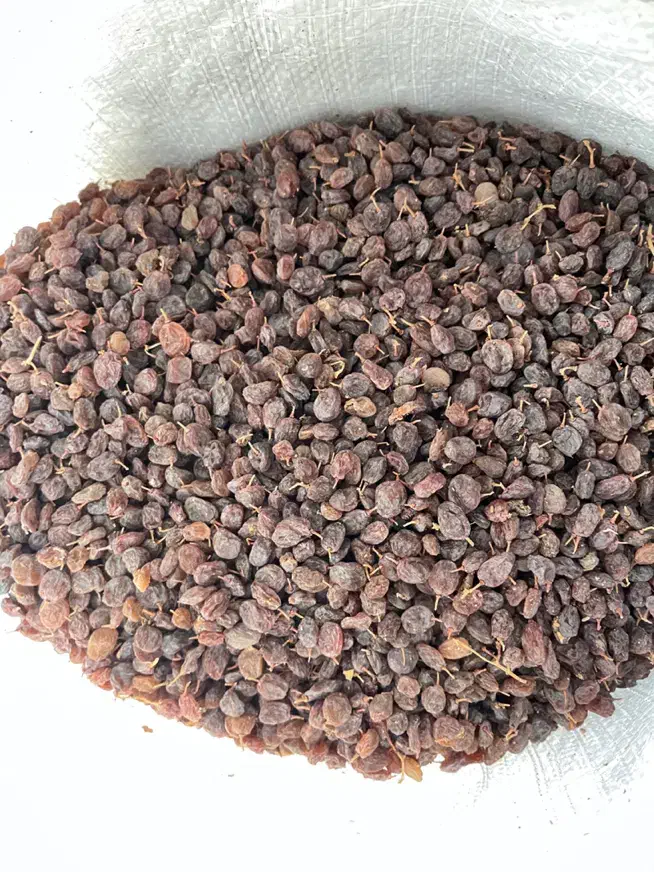 کشمش بیدانه افتابی|خوردنی و آشامیدنی|قزوین, |دیوار