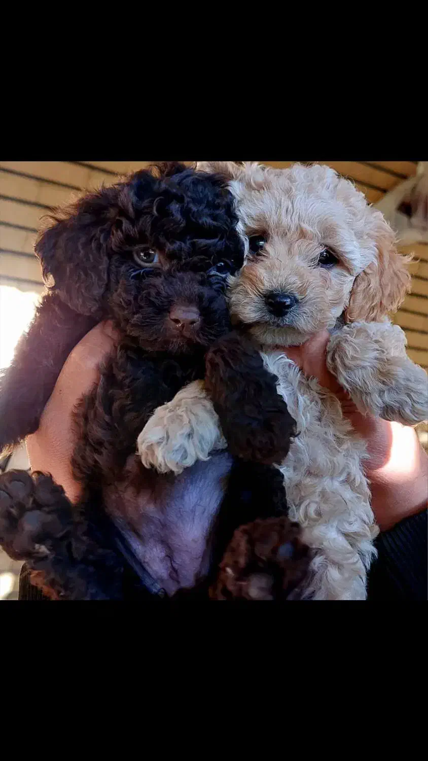 واگذاری توی پودل خالص|سگ|تبریز, |دیوار