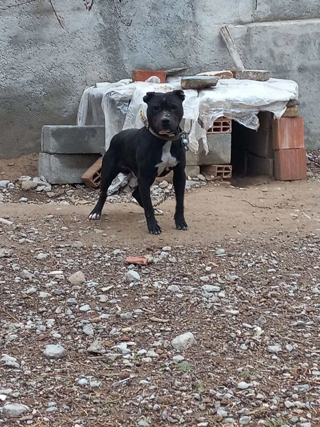 پیتبول|سگ|فاروج, |دیوار