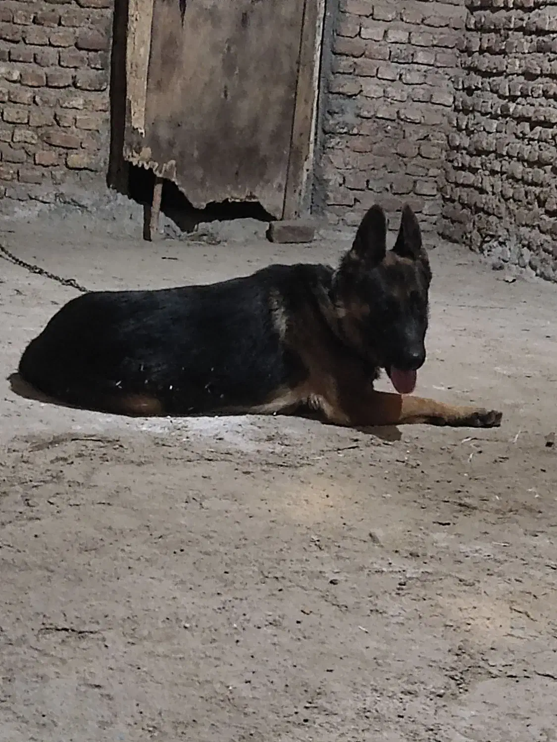 ژرمن شپرد|سگ|گنبد کاووس, |دیوار