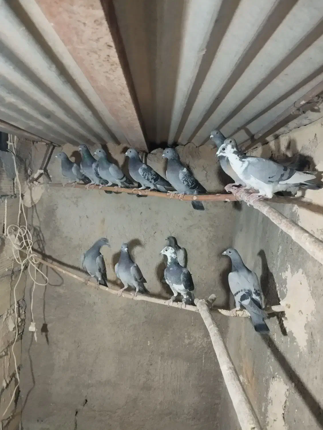 تیپ پلاکی جوان|پرنده|مهریز, |دیوار