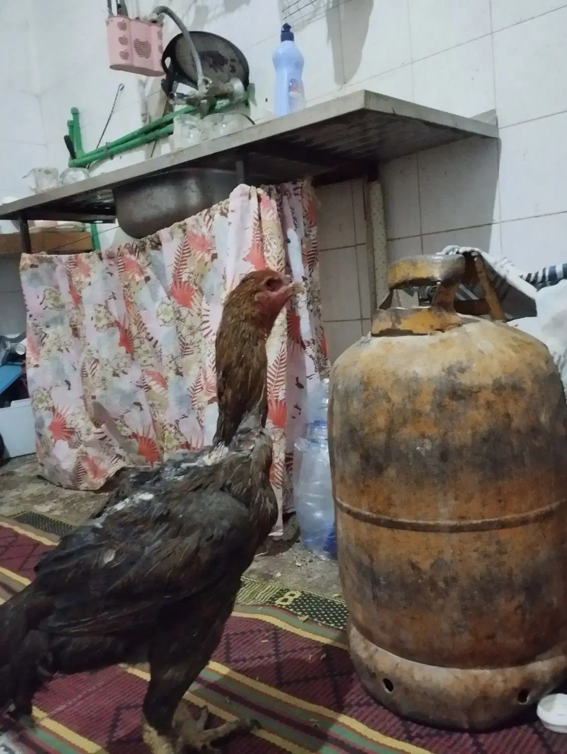 مرغ محلی میرجاوه|حیوانات مزرعه|میرجاوه, |دیوار