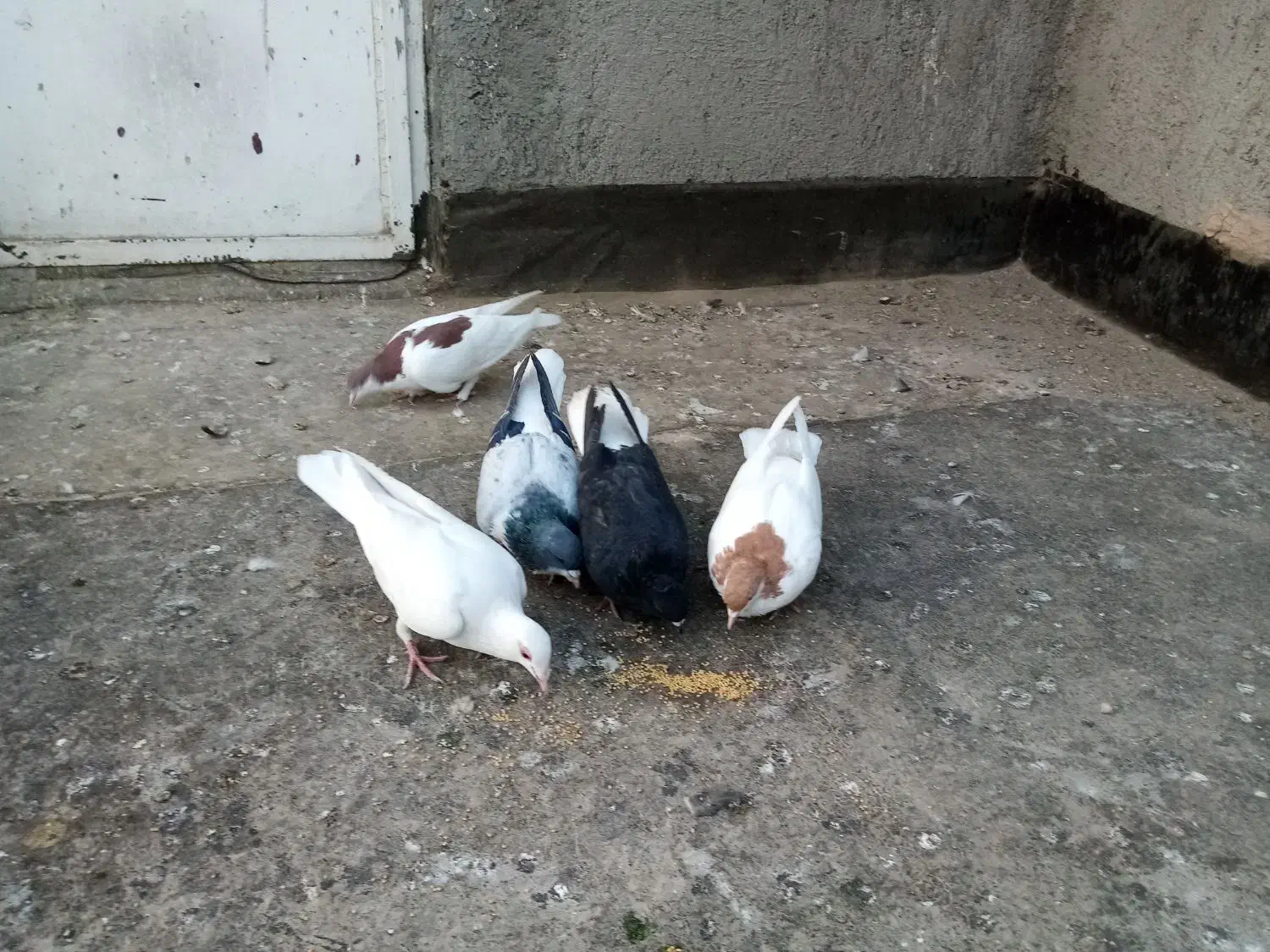 کبوترفروشی|پرنده|شیروان (خراسان), |دیوار