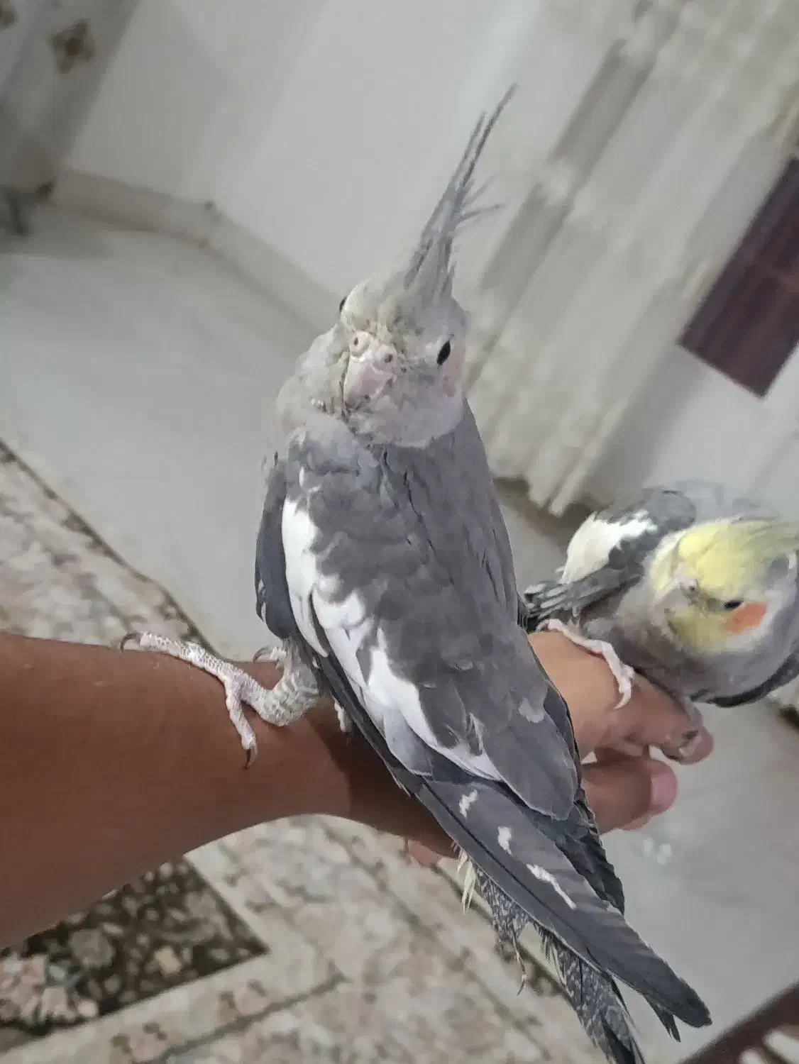 ماده|پرنده|بم, |دیوار