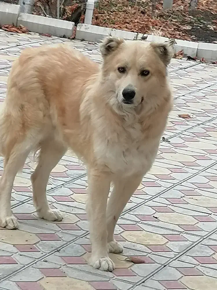 پیدا شده|حیوانات|ارومیه, |دیوار