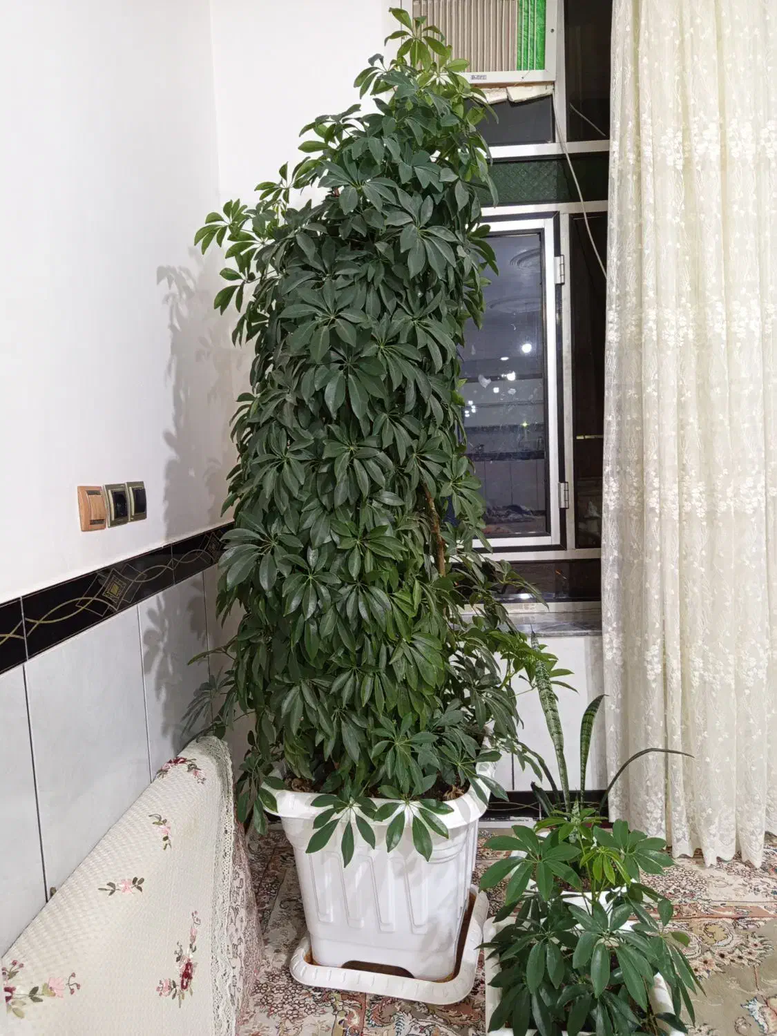 گل شفلرا|گل و گیاه طبیعی|کنگاور, |دیوار