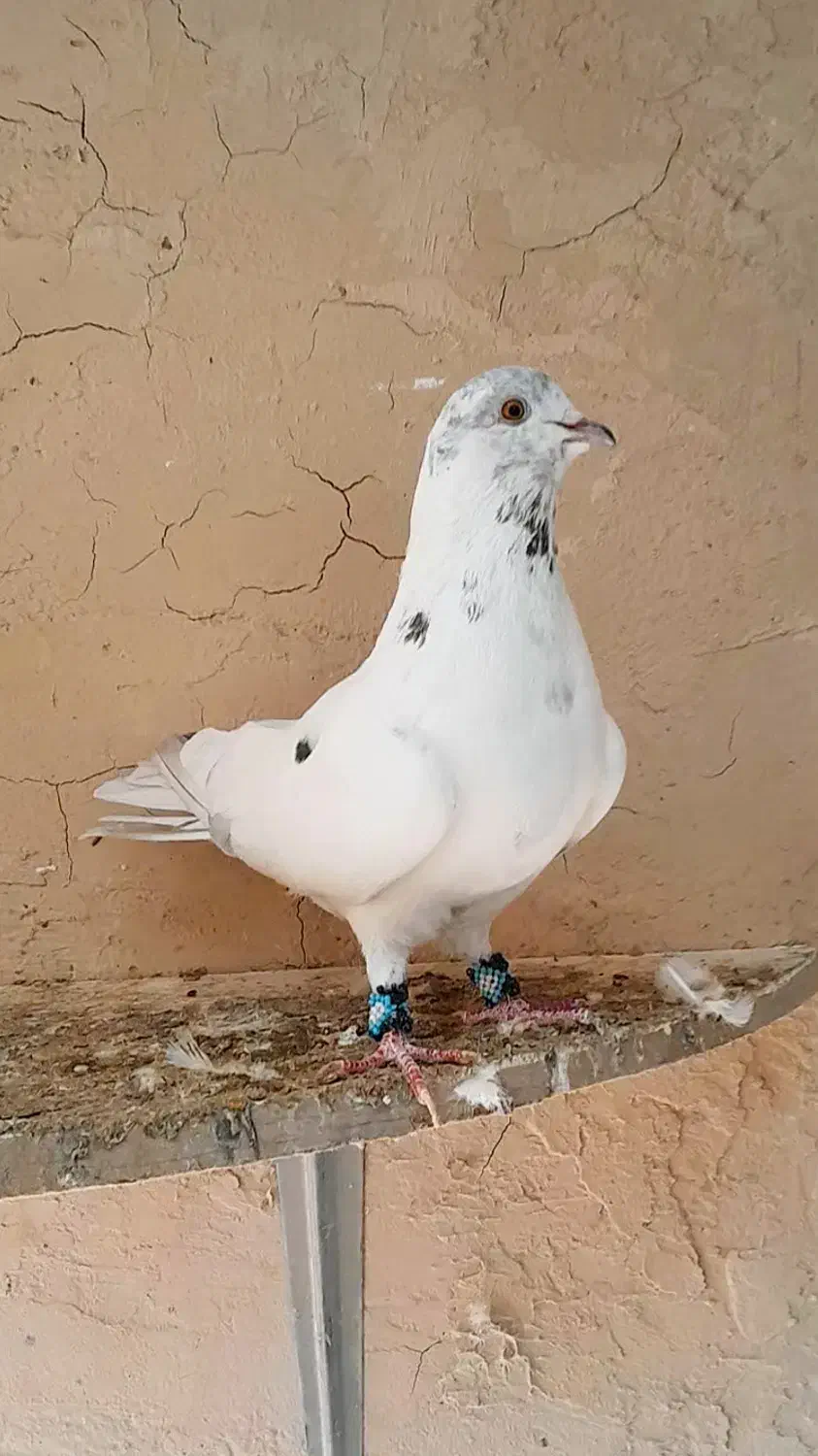 کفتر|پرنده|گلپایگان, |دیوار