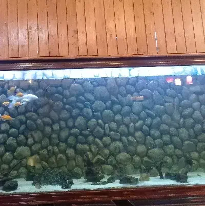 شیشه اکواریوم ۵۰ در ۲۵|ماهی|یزد, |دیوار