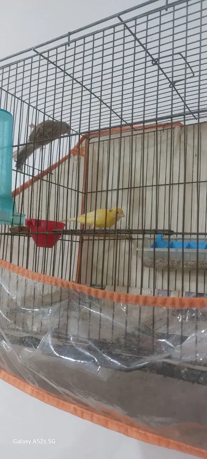 یک جفت قناری|پرنده|رشت, حومه رشت|دیوار