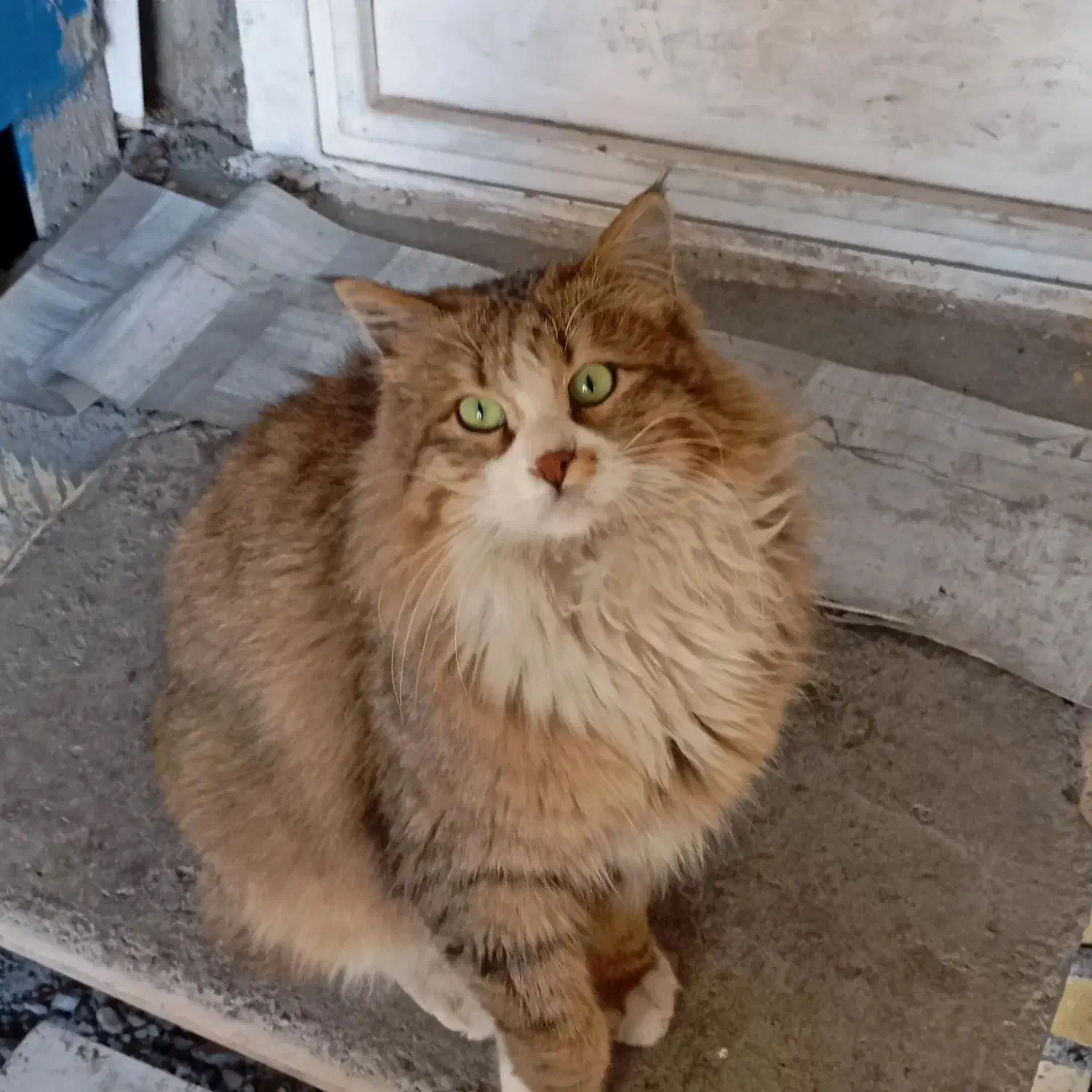 گربه ملوس|گربه|خرم‌آباد, |دیوار