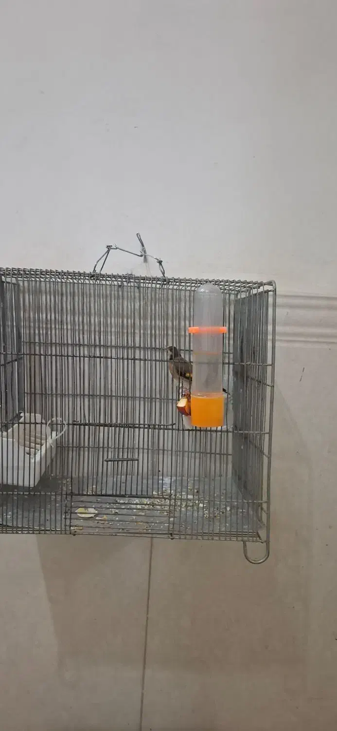 پرنده سهره|پرنده|قرچک, فردیس|دیوار