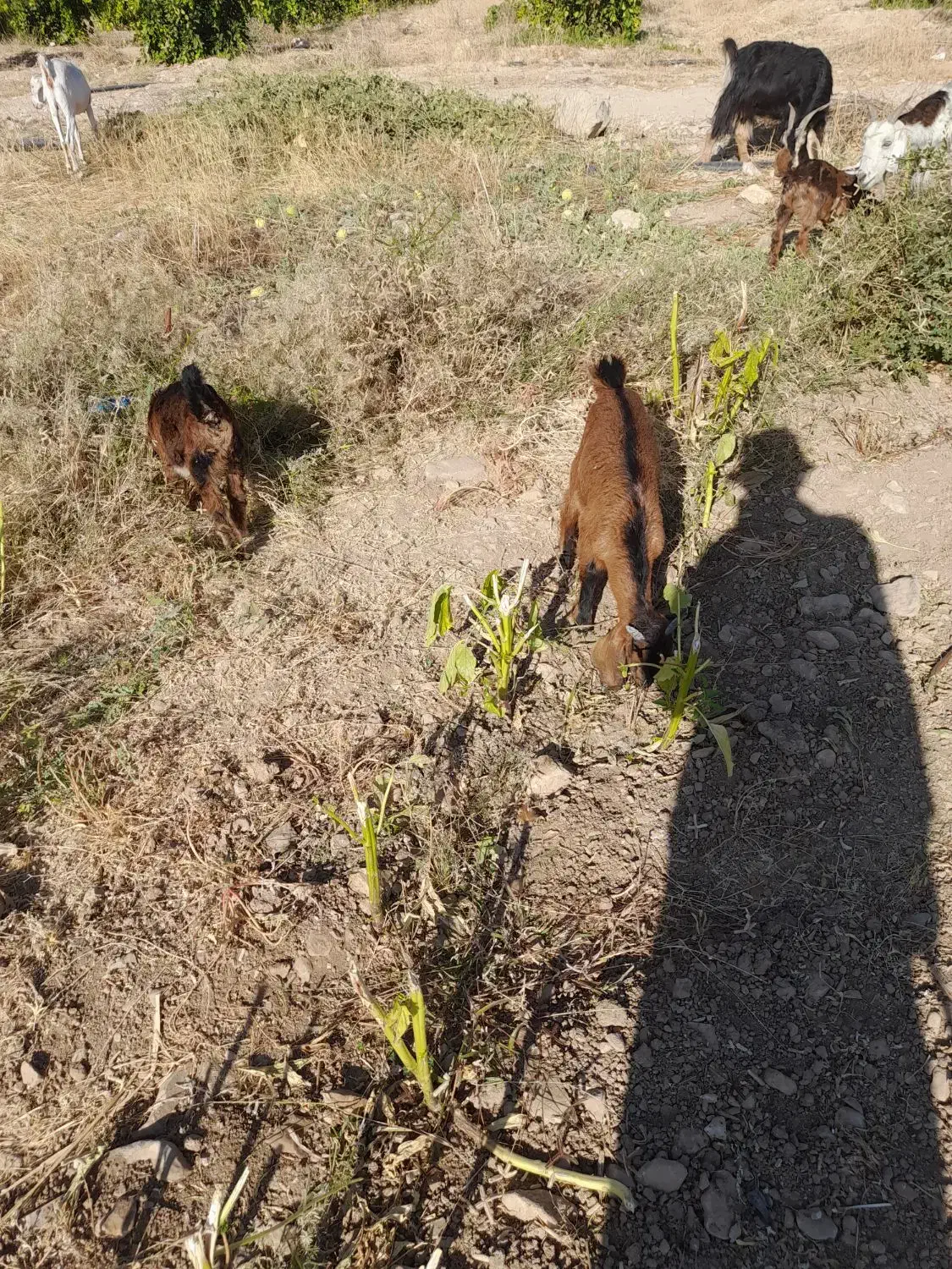 بز کهره دار وابستن|حیوانات مزرعه|جره و بالاده, |دیوار