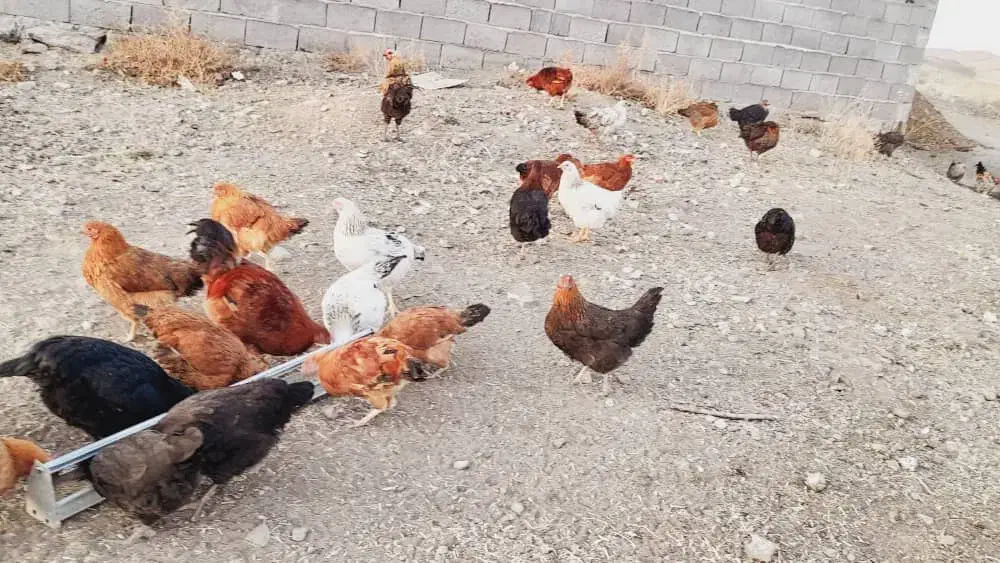 جوجه های فره|حیوانات مزرعه|مرادلو, |دیوار