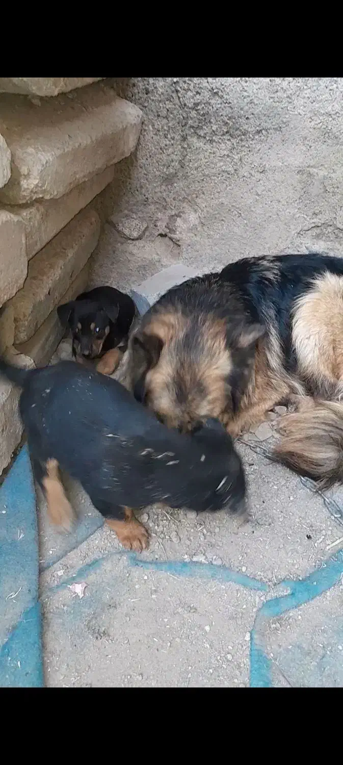 توله دوبرمن نر وماده|سگ|باغ حلی, |دیوار