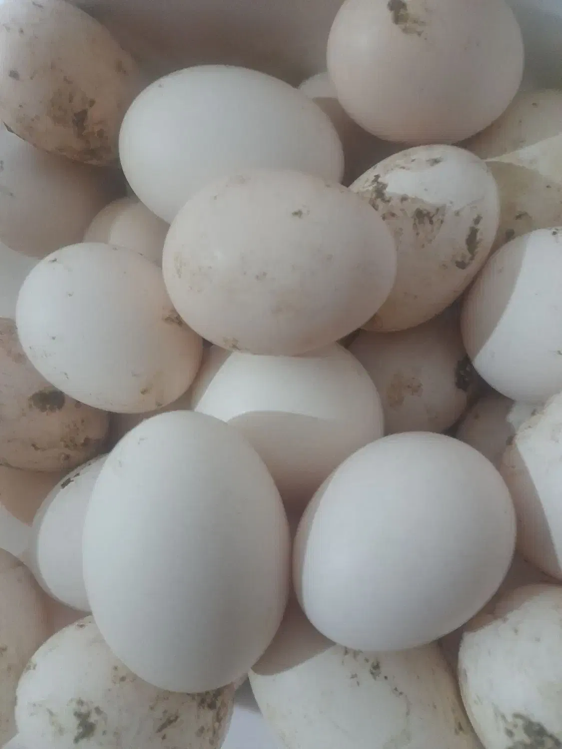 تخم مرغ محلی نطفه دار|حیوانات مزرعه|زاهدان, |دیوار