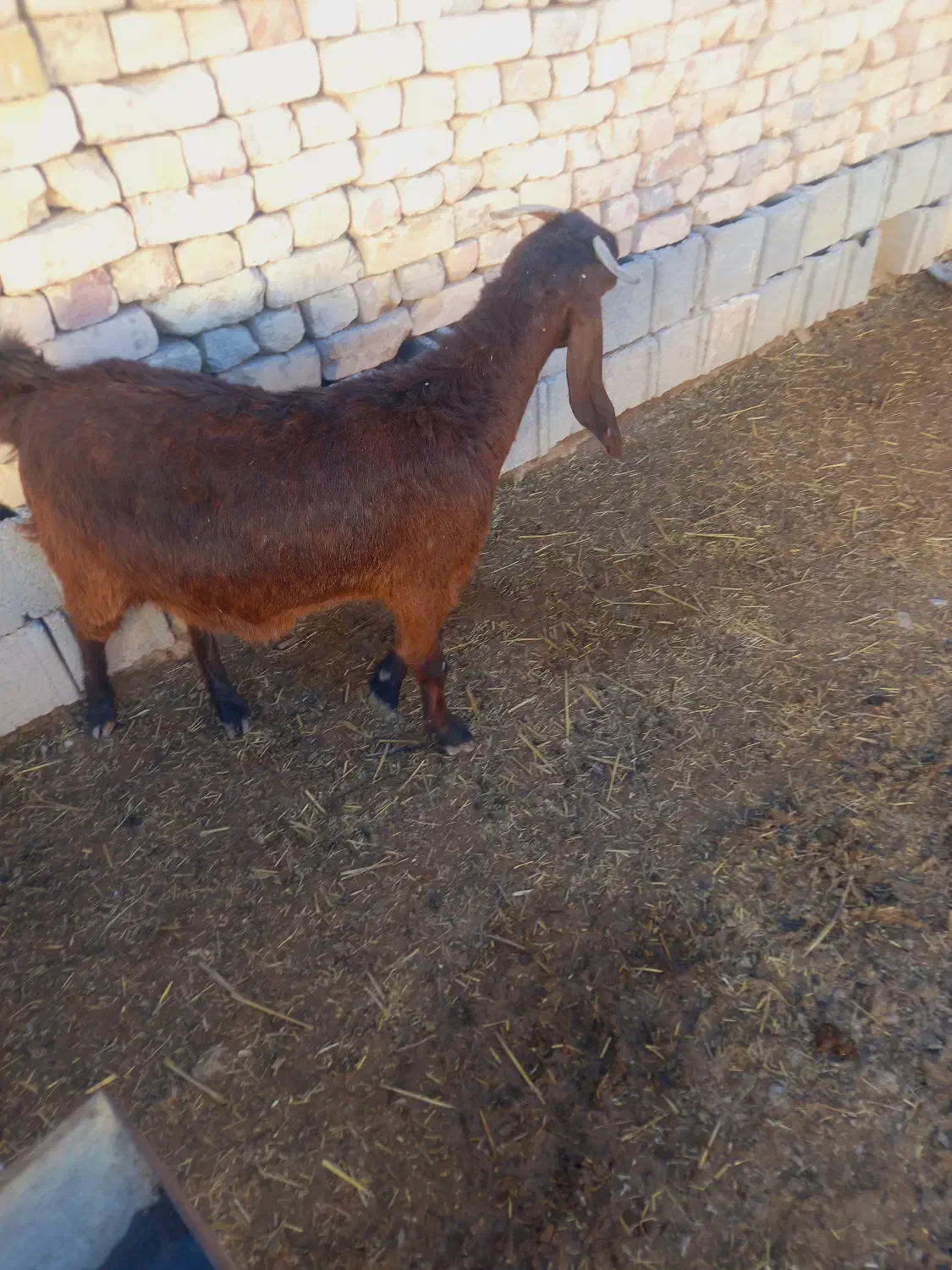 چبش ماده وکره|حیوانات مزرعه|مرودشت, ولایت|دیوار